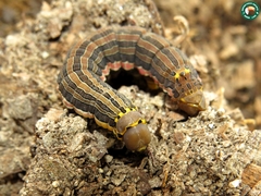 Isognathus allamandae