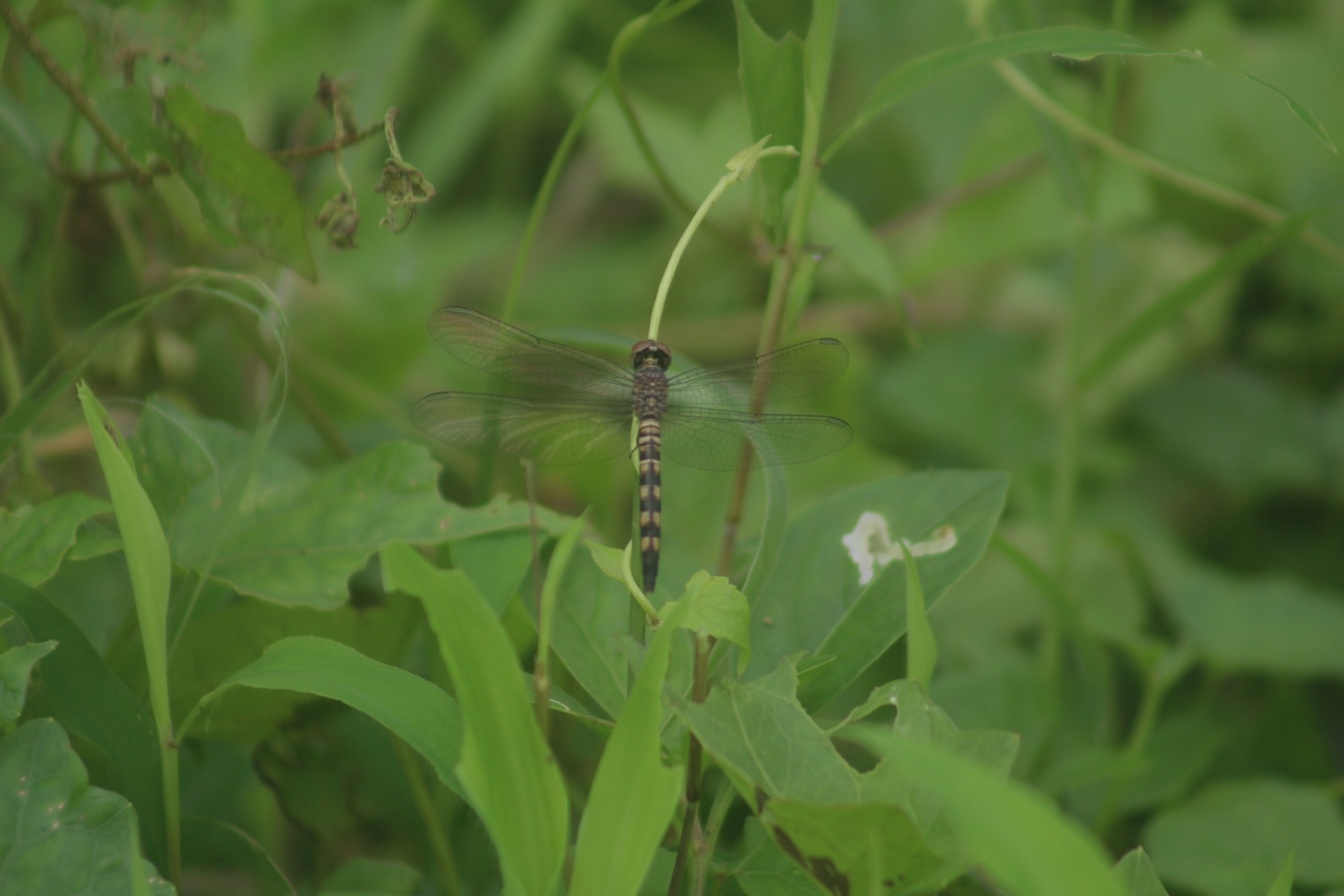 Little Blue Marsh Hawk