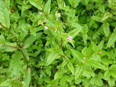 Impatiens chungtienensis