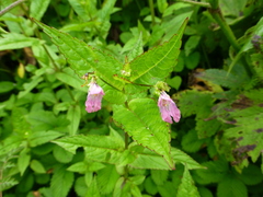 Impatiens chungtienensis