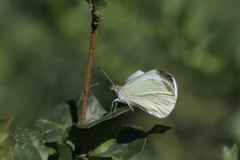 Pieris rapae