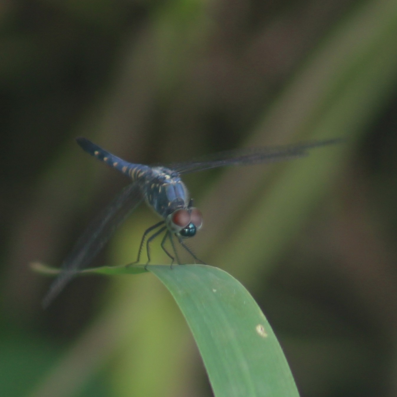 Little Blue Marsh Hawk