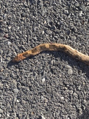 Pituophis deppei jani