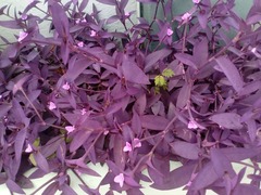 Tradescantia pallida