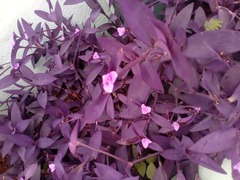 Tradescantia pallida