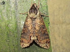 Manduca brasiliensis