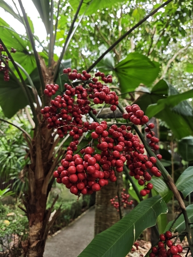 Licuala grandis