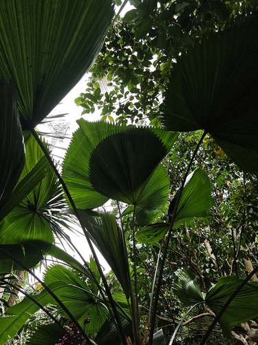 Licuala grandis