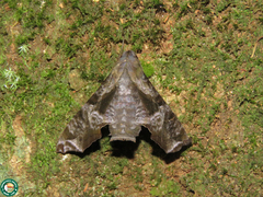 Nyceryx coffaeae