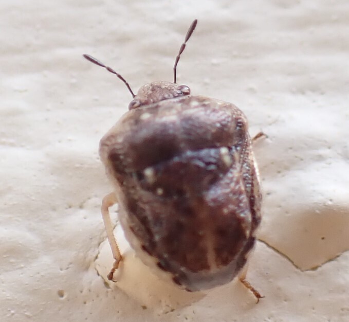 Bolbocoris parmatus