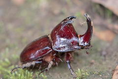 Megaceras