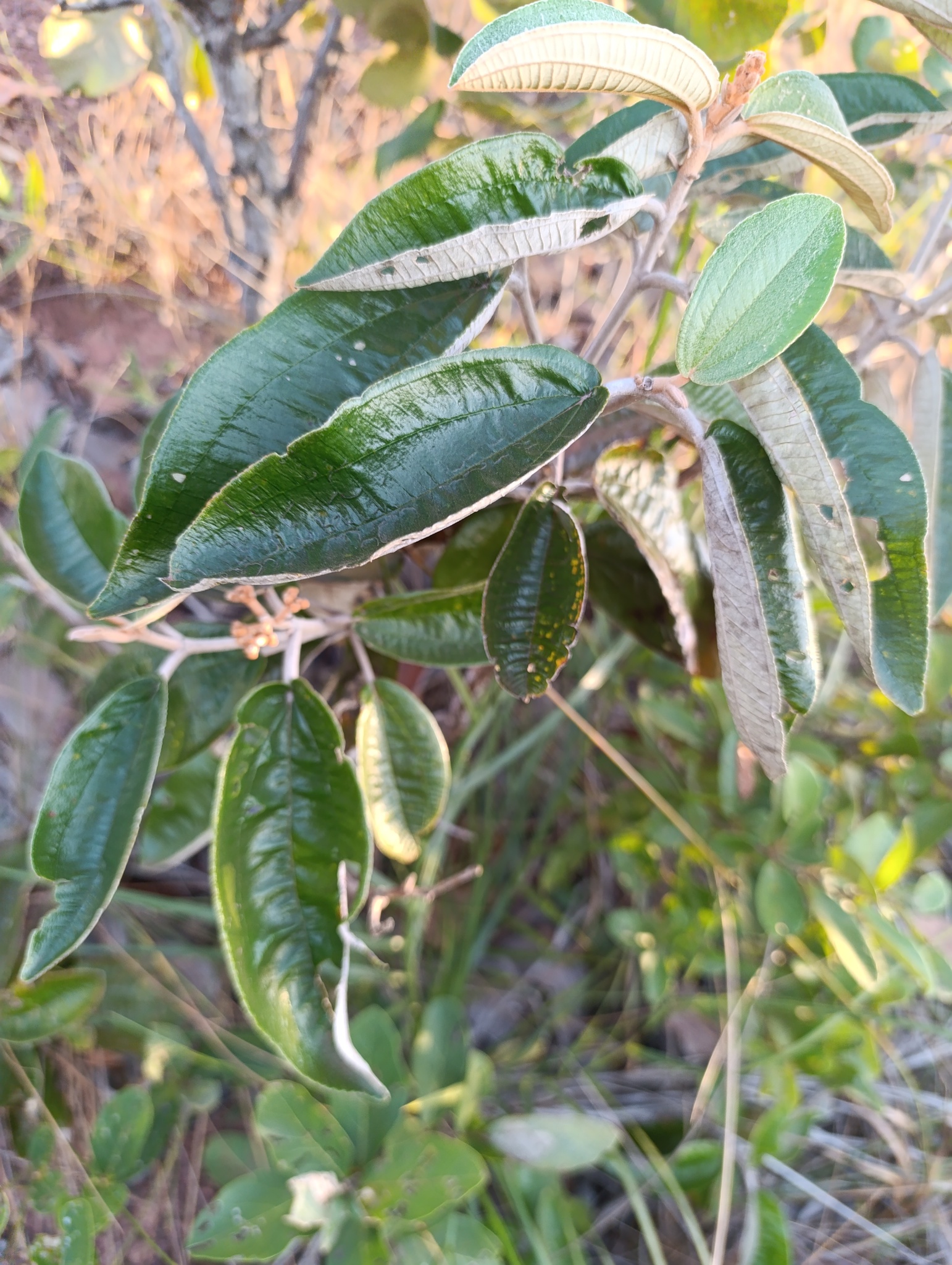 Miconia albicans