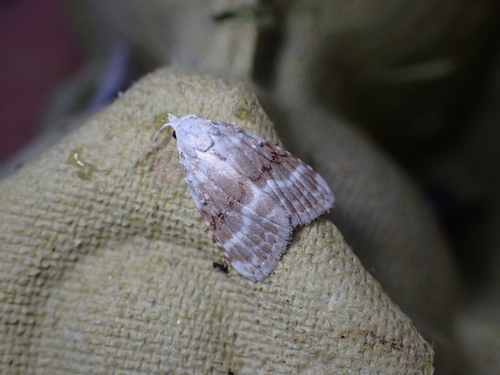 Kent Black Arches, Schiermonnikoog, Schiermonnikoog, Friesland, Netherlands, photo 9 of 10