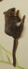 Broad-Toed Feather-Tailed Glider photo 3