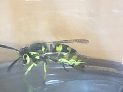 Vespula pensylvanica