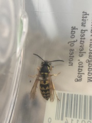 Vespula pensylvanica