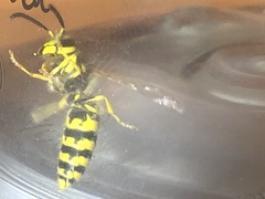 Vespula pensylvanica
