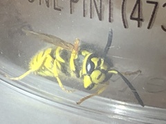 Vespula pensylvanica
