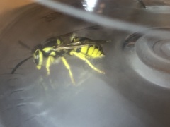 Vespula pensylvanica