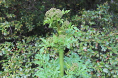 Prionosciadium thapsoides