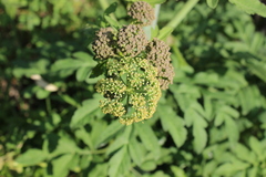 Prionosciadium thapsoides