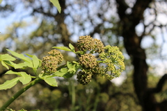 Prionosciadium thapsoides
