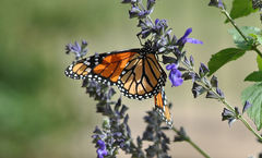 Danaus plexippus