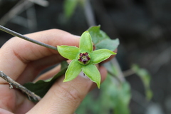 Gonolobus uniflorus