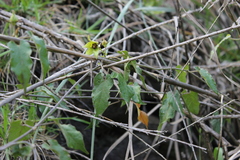 Gonolobus uniflorus