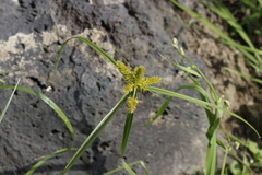 Cyperus pallidicolor