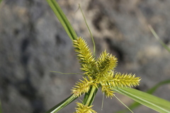 Cyperus pallidicolor