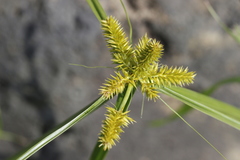 Cyperus pallidicolor