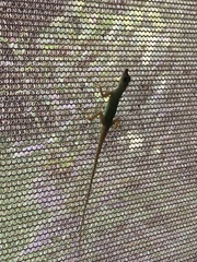 Anolis extremus