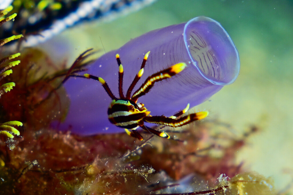 Elegant Squat Lobster