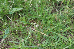 Cyperus seslerioides