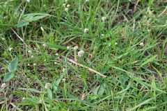 Cyperus seslerioides
