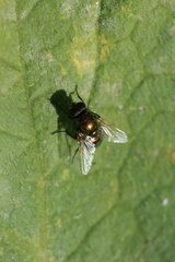 Pyrellia vivida