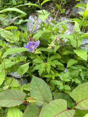 Geranium reinii, photograph 岸本年郎, CC BY, iNaturalist via GBIF