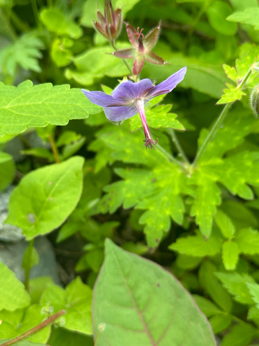 Geranium reinii, photograph 3