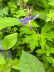 Geranium reinii, photograph 岸本年郎, CC BY, iNaturalist via GBIF