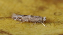 Phyllonorycter comparella