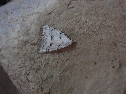 Scarce Black Arches, Schiermonnikoog, Niederlande, photo 7 of 10