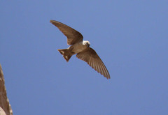 Ptyonoprogne fuligula