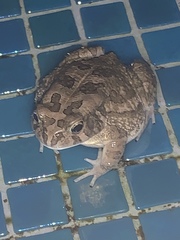 Sclerophrys regularis