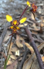 Diuris pardina
