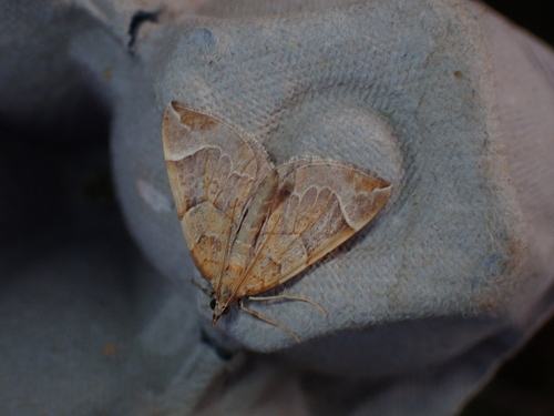 Chevron Moth, Schiermonnikoog, Niederlande, photo 4 of 10