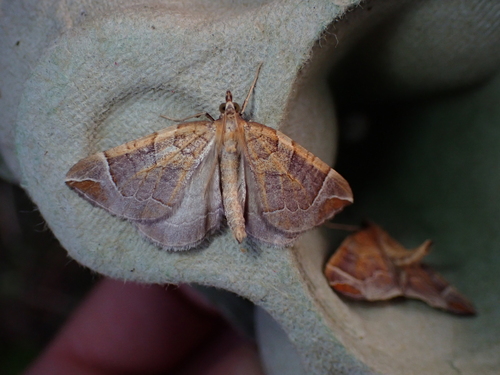 Chevron Moth, Schiermonnikoog, Niederlande, photo 7 of 10