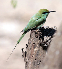 Merops viridissimus