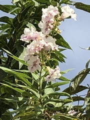 × chitalpa tashkentensis