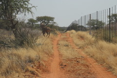 Hippotragus equinus equinus